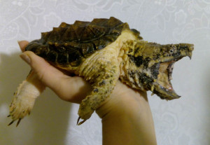 грифовая черепаха 