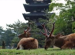 Животные Японии