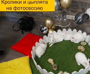 Кролики и цыплята на фотосессию www.kinozoopark.ru