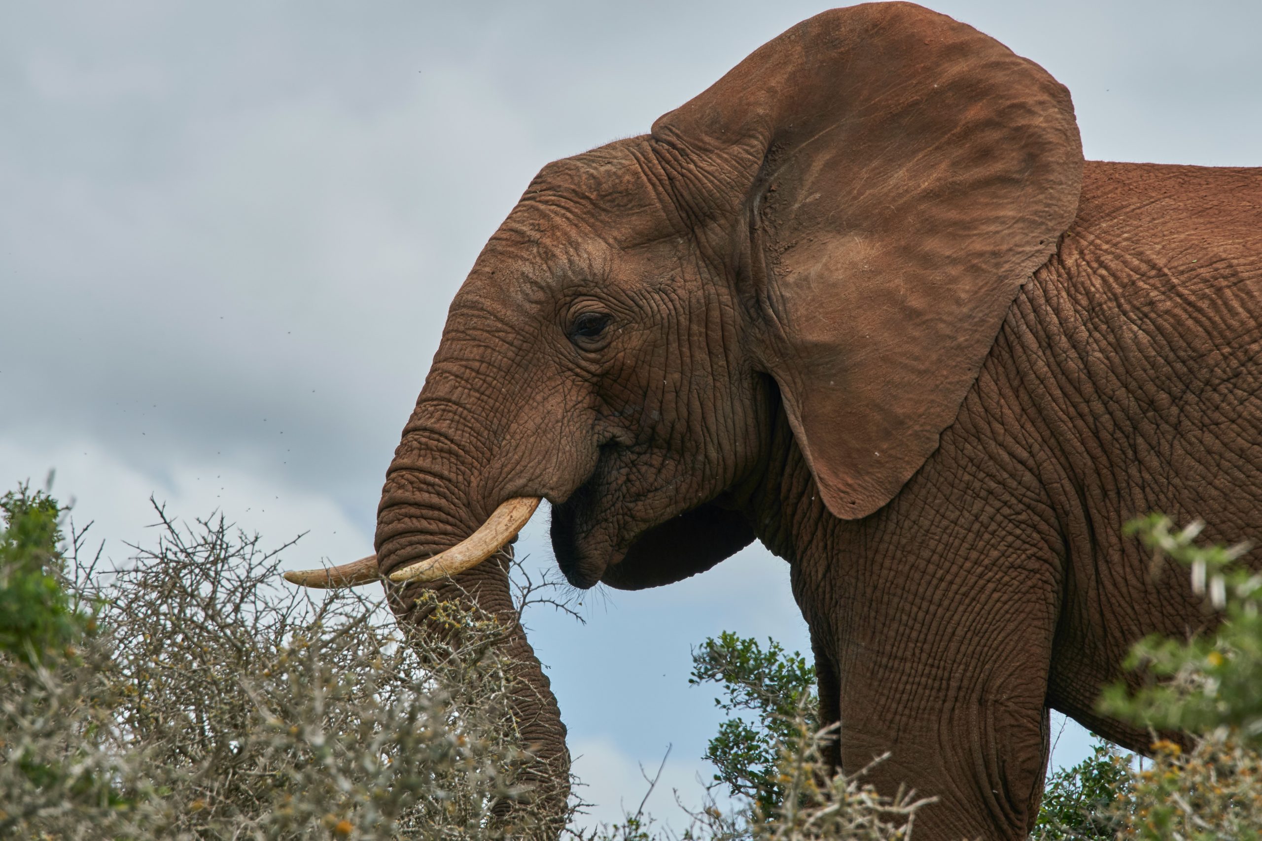 Слоновые уши. Уши слона. Слон с длинными ушами. У слона большие уши.