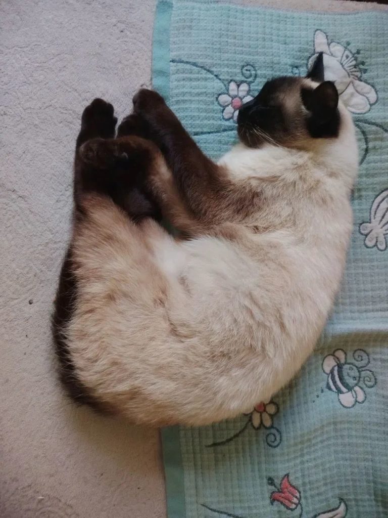alt="Кошкин дом"