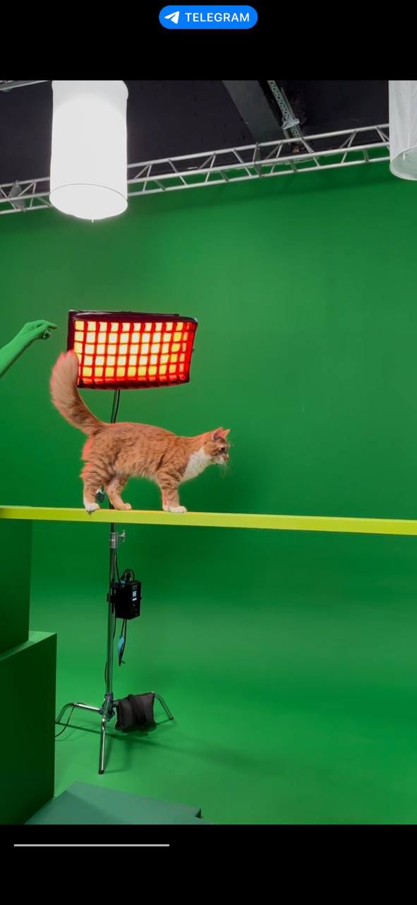 alt="Кошкин дом"